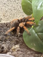 Brachypelma auratum / Hochland Rotknievogelspinne