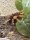 Brachypelma auratum / Hochland Rotknievogelspinne