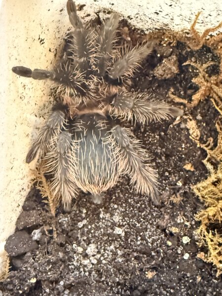 Kraushaarvogelspinne / Tliltocatl albopilosus