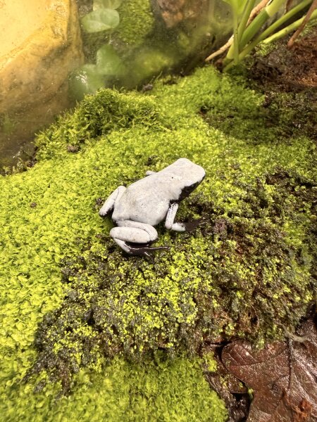 Baumsteigerfrosch / Adelphobates galactonotus