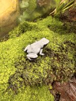 Baumsteigerfrosch / Adelphobates galactonotus