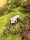 Baumsteigerfrosch / Adelphobates galactonotus
