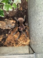Riesenvogelspinne / Xenesthis immanis