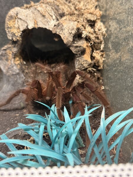 Riesenvogelspinne / Theraphosa apophysis