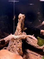 Perleidechse / Timon lepidus
