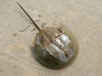 Pfeilschwanzkrebs & Limulus spec.