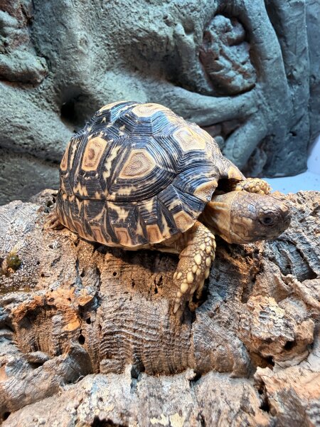Pantherschildkröte / Stigmochelys pardalis
