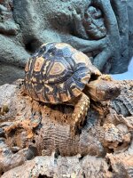 Pantherschildkröte / Stigmochelys pardalis