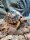 Pantherschildkröte / Stigmochelys pardalis