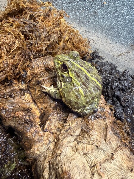 Grabfrosch / Pyxicephalus adspersus