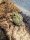 Grabfrosch / Pyxicephalus adspersus