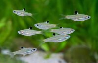 Leuchtaugenrasbora / Brevibora dorsiocellata macrophthalma