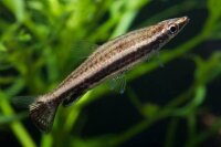 Spitzmaulziersalmler / Nannostomus eques