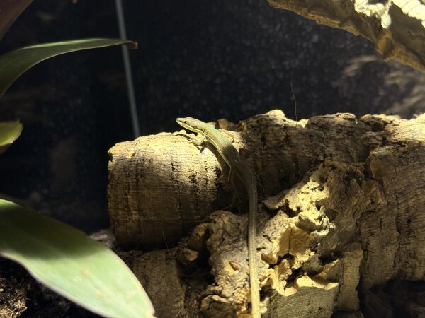 Riesenlangschwanz Eidechse/ Takydromus se.