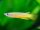 Streifenhechtling Gold / Aplocheilus lineatus Gold