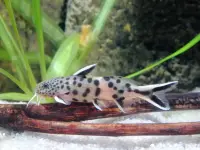 Synodontis lucipinnis / Tanganjika Zwergfiederbartwels