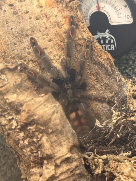 Psalmopoeus irminia / Venezuela-Ornament-Vogelspinne