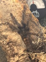 Psalmopoeus irminia / Venezuela-Ornament-Vogelspinne