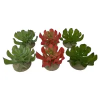 Echeveria 1 - 8,5x8x5,8 cm TERRA DELLA