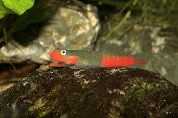 Lippenstiftgrundel / Sicyopus rubicundus / auxilimentus / exallisquamulus