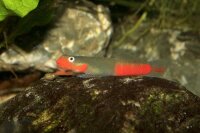 Lippenstiftgrundel / Sicyopus rubicundus / auxilimentus /...