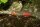 Lippenstiftgrundel / Sicyopus rubicundus / auxilimentus / exallisquamulus
