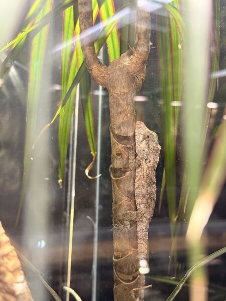 Falsches Chamäleon / Anolis barbatus