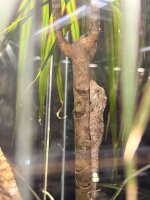 Falsches Chamäleon / Anolis barbatus