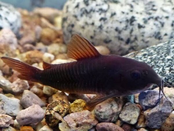 Schwarzer Panzerwels / Corydora venezuela black
