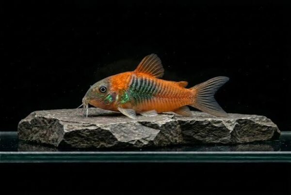 Venezuela-Panzerwels orange / Corydoras venezuelanus orange