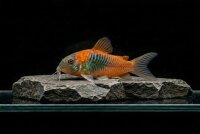 Venezuela-Panzerwels orange / Corydoras venezuelanus orange
