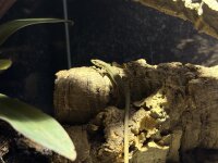 Grüne Langschwanzeidechse / Takydromus smaragdinus