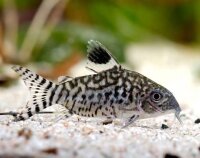 Netz-Panzerwels / Corydoras reticulatus