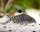 Netz-Panzerwels / Corydoras reticulatus
