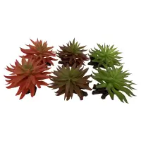 TERRA DELLA Sedum - dark-red green - 13x12,5x10cm