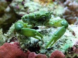 Grüne Dreieckskrabbe Mithrax / Mithraculus sculptus