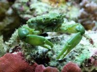 Grüne Dreieckskrabbe Mithrax / Mithraculus sculptus