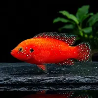 Roter Juwelenbarsch / Hemichromis exsul