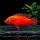 Roter Juwelenbarsch / Hemichromis exsul