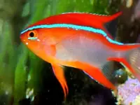 Cross Riffbarsch / Neoglyphidodon crossi