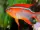 Cross Riffbarsch / Neoglyphidodon crossi