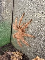 Nhandu tripepii / Brasilianische Vogelspinne