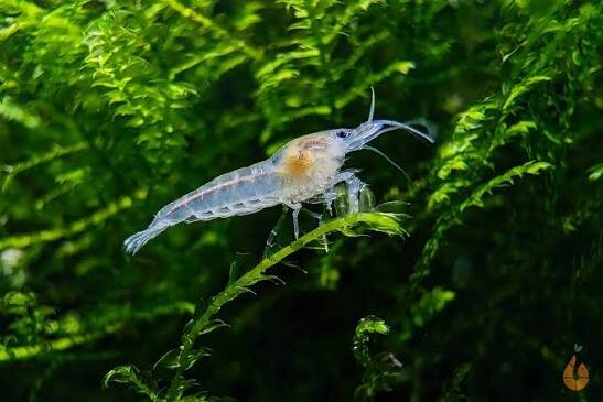 Weißperlengarnele White Pearl / Neocaridina palmat