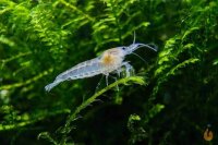 Weißperlengarnele White Pearl / Neocaridina palmat