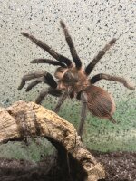 Tliltocatl vagans / Vogelspinne