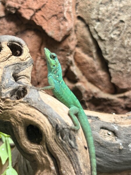 Martinique Anolis / Anolis roquet summus