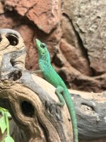 Martinique Anolis / Anolis roquet summus