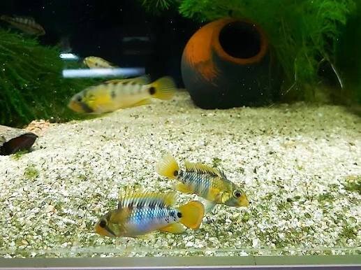 Inka Zwergbuntbarsch / Apistogramma Baenschi