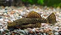 Ansistrus Dolichopterus / Antennenwels Klein
