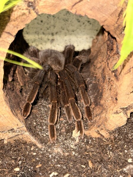 Pamphobeteus sp. machala / Vogelspinne